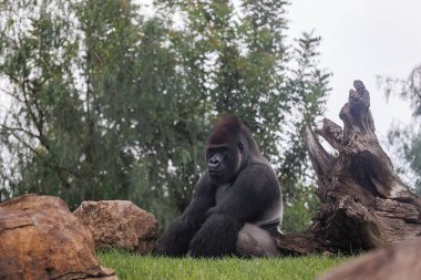 Batı ovasında Çimlerde Goril.