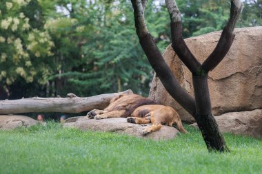 Lion that is Sleeping Near a Rock in a Natural Environment.