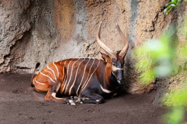 The Eastern Bongo - Tragelaphus eurycerus - an herbivorous nocturnal forest Ungulate with Striking Reddish-brown Coat and Spiralled Horns.