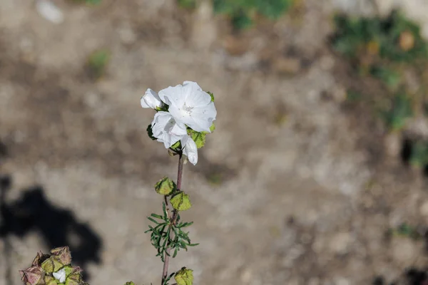 Entirely White Flower Five Delicate Petals — Foto de Stock