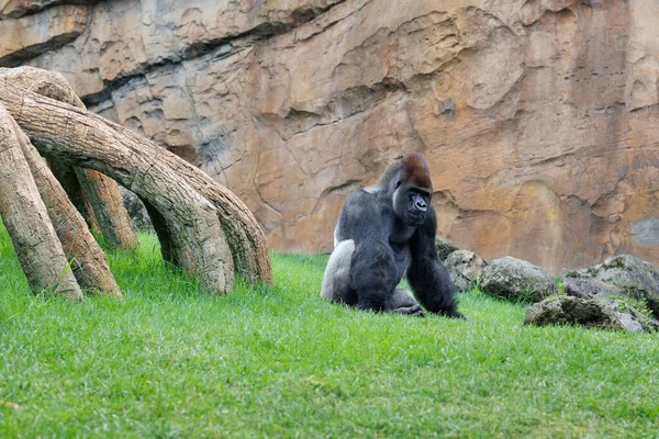 stock image Western Lowland Gorilla on the Grass.