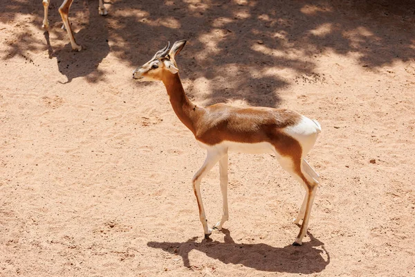 Dama Gazelle Dama Nanger Também Conhecida Como Addra Gazelle Mhorr — Fotografia de Stock