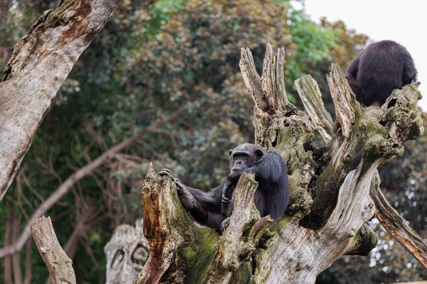 Nádherný Příklad Opice Přírodovědném Prostředí — Stock fotografie