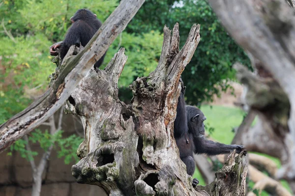 Nádherný Příklad Opice Přírodovědném Prostředí — Stock fotografie