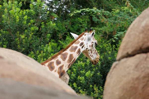 Giraffa Ruminare Erba Secca Nel Suo Ambiente Naturale — Foto Stock