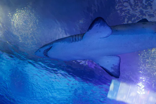 stock image Medium Sized Shark inside an Aquarium, Fish Theme.