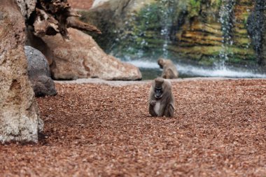 Eski Dünya Maymunu, Taksonomik olarak Cercopithecidae olarak bilinen Primatlar ailesi..