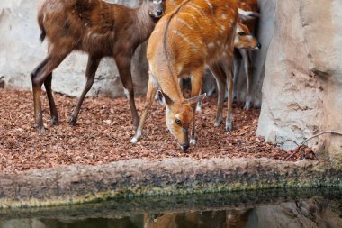 Genç Doğu Bongoları - Tragelaphus eurycerus - bir otçul gece ormanı Kırmızımsı kahverengi paltolar ve yağlı boynuzlarla çalkalanır..