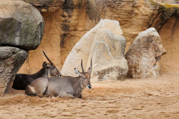 Common Waterbuck Antelope Mammal Animal Africa — Foto Stock