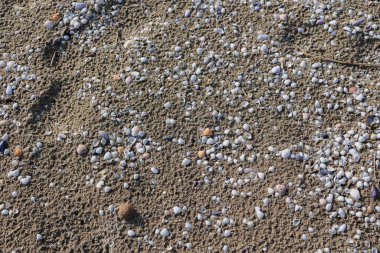 Deniz kabuğu kalıntıları ve Sahilde Küçük Keresteler, yukarıdan görülüyor..