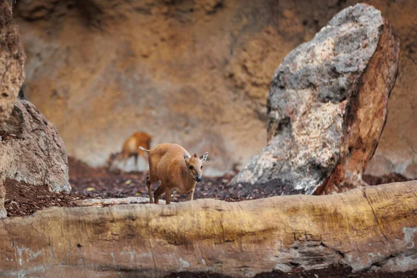 stock image Young Eastern Bongos - Tragelaphus eurycerus - an herbivorous nocturnal forest Ungulate with Striking Reddish-brown Coat and Spiralled Horns.