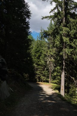 Uzun firavun ağaçlarıyla dolu dağ yolu ve arka planda İtalyan Alpleri 'nin dağı ve bulutlu mavi gökyüzü..