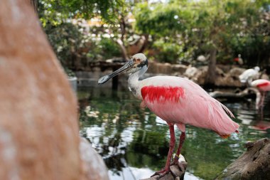 Roseate Spoonbill, Platalea ajajaja, Ibis ve Spoonbill ailesinin Gregarious Wading Bird 'ü ve Threskiornithidae ailesinden..