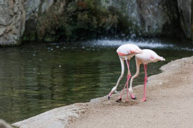 Flamingo grubu, Phoenicopteridae familyasından bir kuş türü..