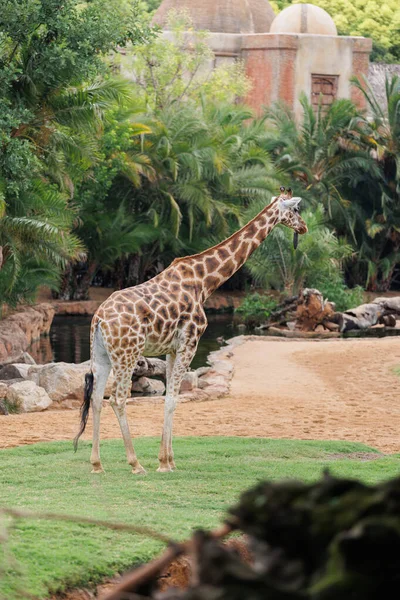 Giraffa Nel Suo Ambiente Naturale Tema Animale — Foto Stock