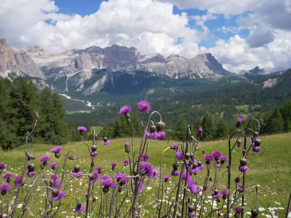Cirsium Helenioides Cardo Malinconico Una Pianta Perenne Nelle Alpi Montane — Foto Stock