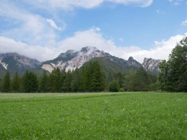 Yeşil çayırlar, firavun ağaçları ve İtalya Alp Dağları bir yaz günü - San Vigilio Marebbe, İtalya.