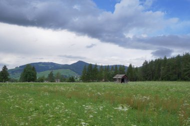 Yeşil çayırlar, firavun ağaçları ve İtalya Alp Dağları bir yaz günü - San Vigilio Marebbe, İtalya.