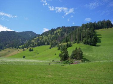 Yeşil çayırlar, firavun ağaçları ve İtalya Alp Dağları Bir Yaz Günü, İtalya.