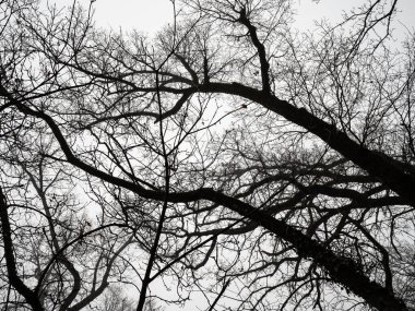 Uzun ağaçların kışı ve arka planda beyaz gökyüzü boyunca Kuru Dalların Altından Görünüm.