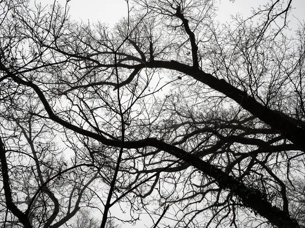 Uzun ağaçların kışı ve arka planda beyaz gökyüzü boyunca Kuru Dalların Altından Görünüm.