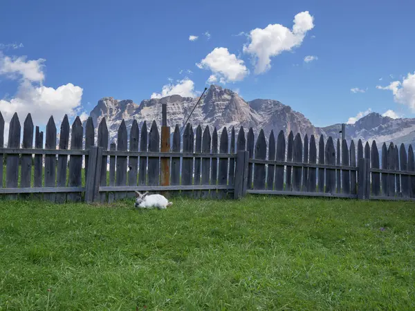 Rabbit eating The Grass near a Wooden Fence, in the background a Mountain.