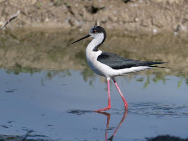 Siyah kanatlı Stilt, Avocet ve Stilt familyasında uzun bacaklı bir balıkçı teknesi..