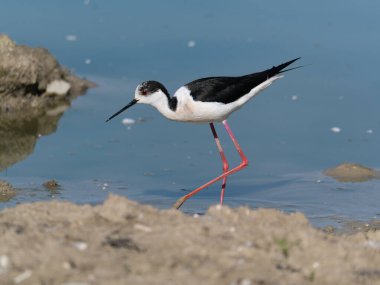 Siyah kanatlı Stilt, Avocet ve Stilt familyasında uzun bacaklı bir balıkçı teknesi..