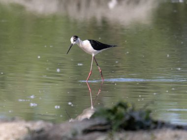 Siyah kanatlı Stilt, Avocet ve Stilt familyasında uzun bacaklı bir balıkçı teknesi..