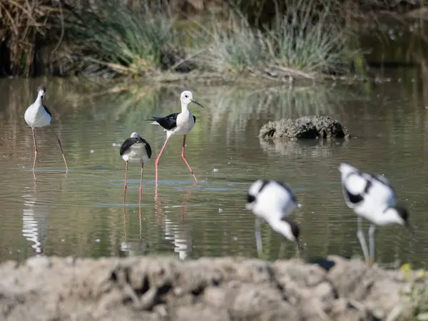 stock image Black-winged Stilts, very long-legged wader in the Avocet and Stilt family Recurvirostridae e in a Swamp.