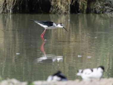 Siyah kanatlı Stilt, Avocet ve Stilt familyasında uzun bacaklı bir balıkçı teknesi..