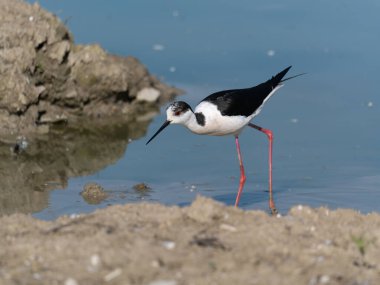 Siyah kanatlı Stilt, Avocet ve Stilt familyasında uzun bacaklı bir balıkçı teknesi..