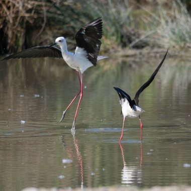 Siyah kanatlı Stilts, Avocet ve Stilt familyasında çok uzun bacaklı bir balıkçı teknesi..