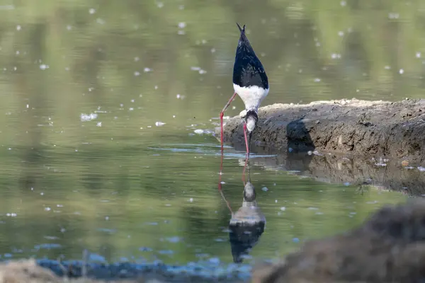 stock image Black-winged Stilt, very long-legged wader in the Avocet and Stilt family Recurvirostridae e in a Swamp.