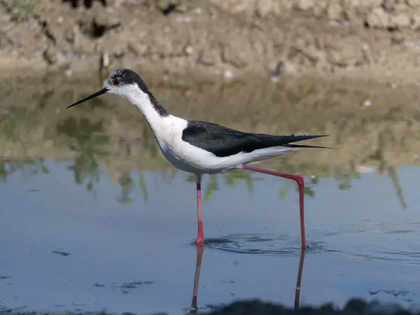 stock image Black-winged Stilt, very long-legged wader in the Avocet and Stilt family Recurvirostridae e in a Swamp.