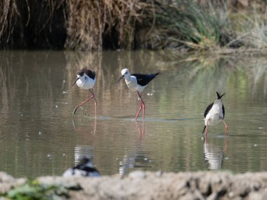 Siyah kanatlı Stilts, Avocet ve Stilt familyasında çok uzun bacaklı bir balıkçı teknesi..