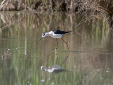 Siyah kanatlı Stilt, Avocet ve Stilt familyasında uzun bacaklı bir balıkçı teknesi..