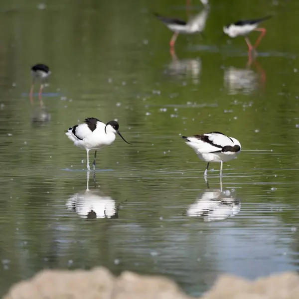 stock image The Pied Avocet, a large Black and White Wader in the Avocet and Stilt Family, Recurvirostridae..