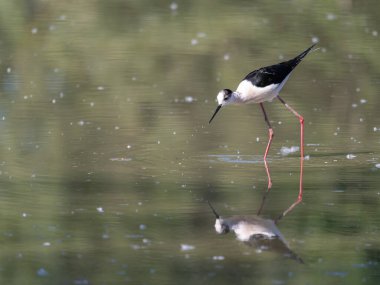 Siyah kanatlı Stilt, Avocet ve Stilt familyasında uzun bacaklı bir balıkçı teknesi..