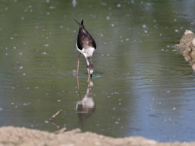 Siyah kanatlı Stilt, Avocet ve Stilt familyasında uzun bacaklı bir balıkçı teknesi.