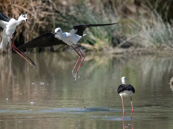 stock image Black-winged Stilts, very long-legged wader in the Avocet and Stilt family Recurvirostridae e in a Swamp.