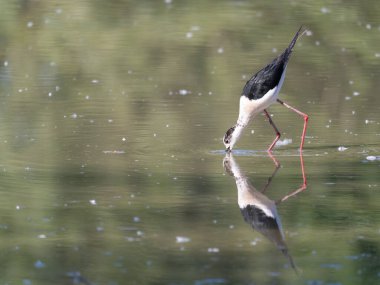 Siyah kanatlı Stilt, Avocet ve Stilt familyasında uzun bacaklı bir balıkçı teknesi..