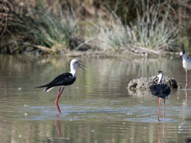 Siyah kanatlı Stilts, Avocet ve Stilt familyasında çok uzun bacaklı bir balıkçı teknesi..