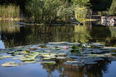 Pembe Zambaklı Serene Pond, Doğa Teması.