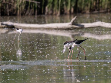 Siyah kanatlı Stilts, Avocet ve Stilt familyasında çok uzun bacaklı bir balıkçı teknesi..