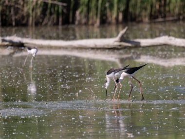 Black-winged Stilts, very long-legged wader in the Avocet and Stilt family Recurvirostridae e in a Swamp. clipart