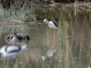 Black-winged Stilt, very long-legged wader in the Avocet and Stilt family Recurvirostridae e in a Swamp. clipart