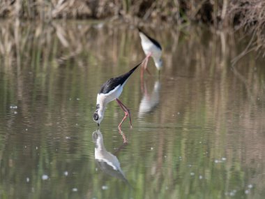 Siyah kanatlı Stilt, Avocet ve Stilt familyasında uzun bacaklı bir balıkçı teknesi..
