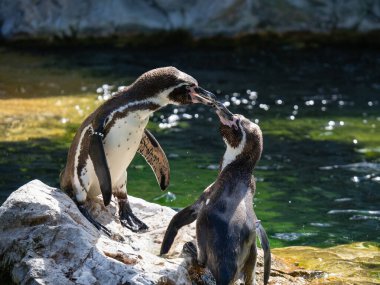 İki Penguen Bir Gölün Yanındaki Kayanın Üzerinde Birlikte Duruyor.
