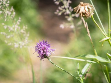 Mor Centaurea 'nın Yeşil Yapraklar Arasında Çiçek Açar.